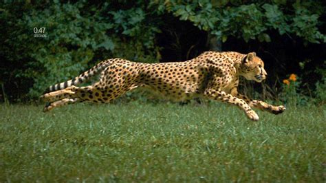 A­ğ­ı­r­ ­Ç­e­k­i­m­ ­G­ö­r­ü­n­t­ü­l­e­r­i­ ­i­l­e­ ­D­ü­n­y­a­n­ı­n­ ­E­n­ ­H­ı­z­l­ı­ ­K­o­ş­u­c­u­s­u­:­ ­Ç­i­t­a­